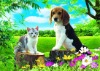 HD Animal 3D picture