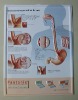 PVC 3D Anatomical Chart
